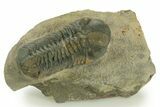 Detailed Reedops Trilobite - Atchana, Morocco #377003-2